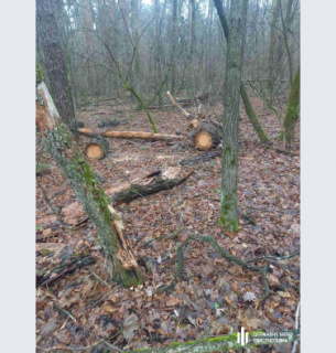 На Черкащині судитимуть інспекторів нацпарку за вирубку столітніх дубів