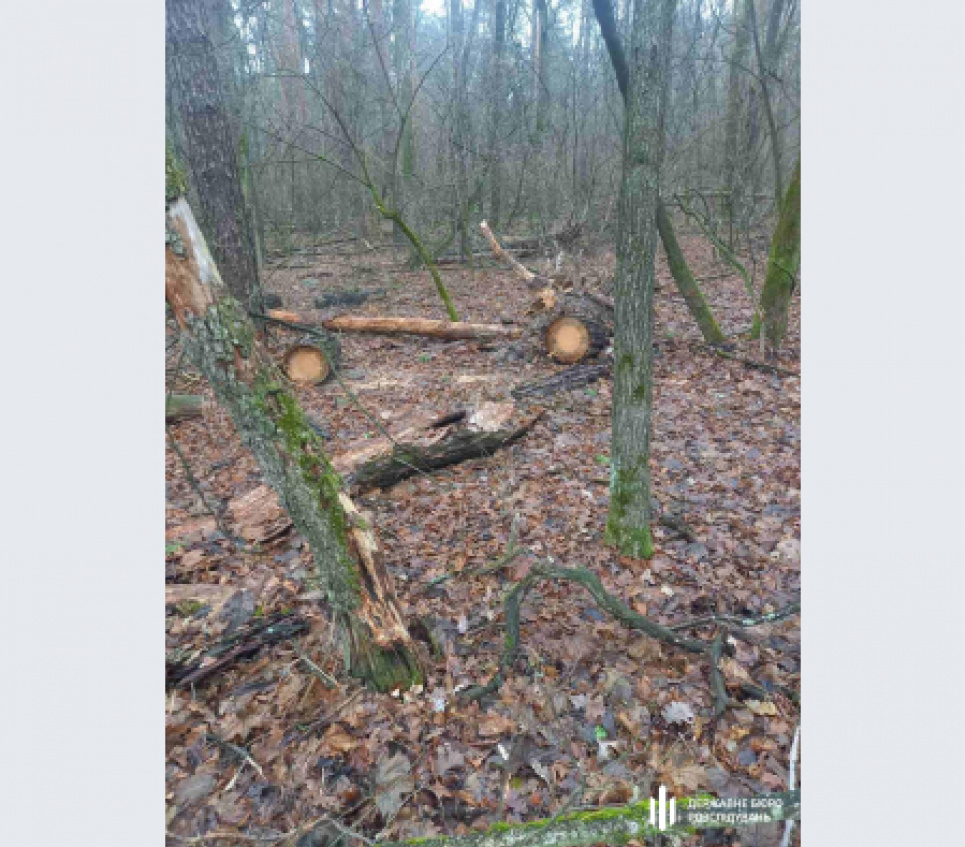 На Черкащині судитимуть інспекторів нацпарку за вирубку столітніх дубів