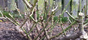 Как ухаживать за розами весной: советы по обрезке, подкормке и защите