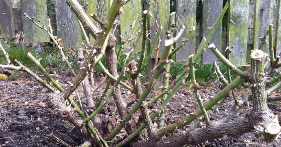 Як доглядати за трояндами навесні: поради щодо обрізки, підживлення та захисту