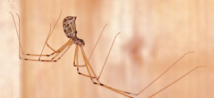 Чому хатні павуки не виживають у дикій природі та як із ними співіснувати