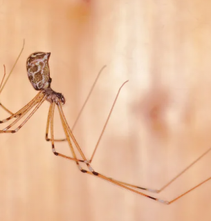 Чому хатні павуки не виживають у дикій природі та як із ними співіснувати