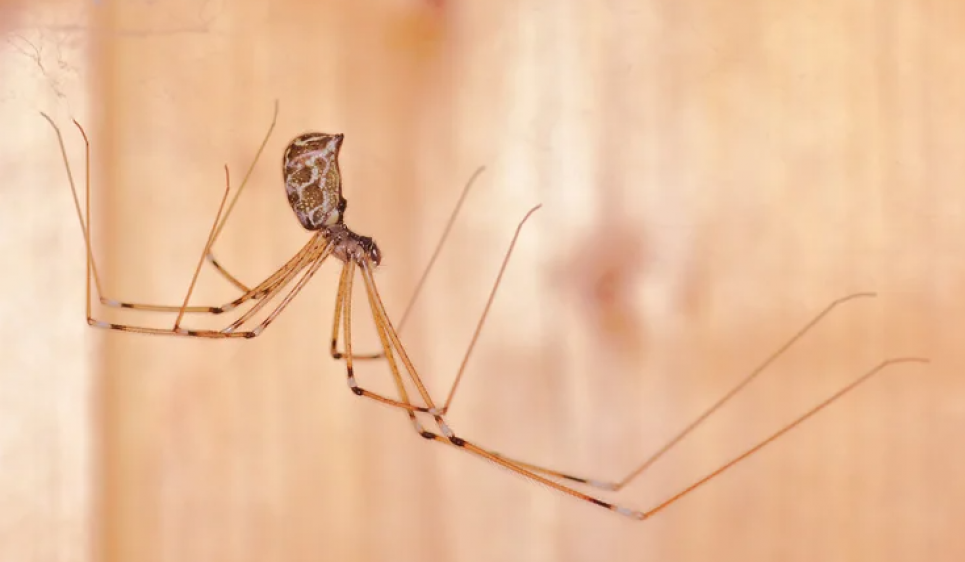 Чому хатні павуки не виживають у дикій природі та як із ними співіснувати