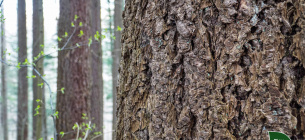 Рекорд висоти в урочищі Розтоки: дугласія заввишки 66 метрів підкорює карпатське небо. Фото: Ліси України