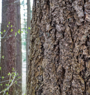 Рекорд висоти в урочищі Розтоки: дугласія заввишки 66 метрів підкорює карпатське небо. Фото: Ліси України
