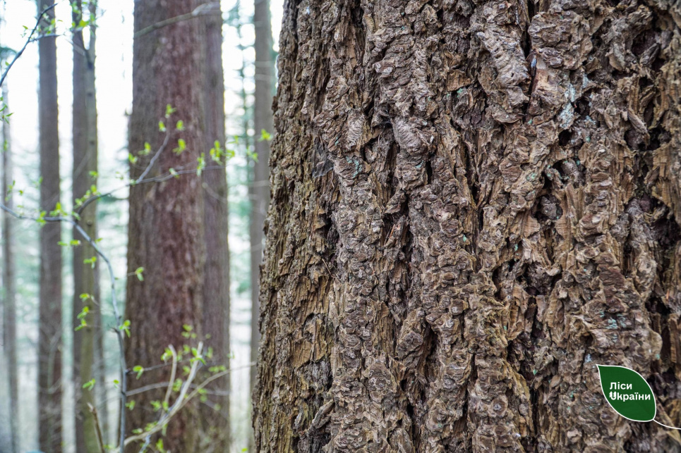 Рекорд высоты в урочище Розтоки: дугласия высотой 66 метров возвышается над карпатским небом. Фото: Леса Украины