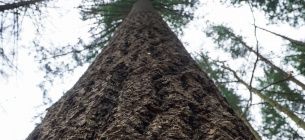 Екоінспекція Тернопільщини розрахувала збитки довкіллю