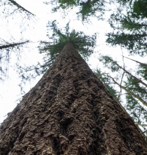 Екоінспекція Тернопільщини розрахувала збитки довкіллю