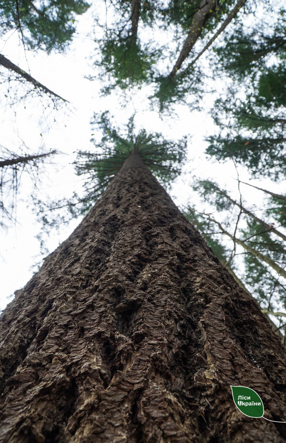 Екоінспекція Тернопільщини розрахувала збитки довкіллю
