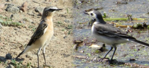 Колаж Kramatorsk Post з фото Оксани Сидоренко