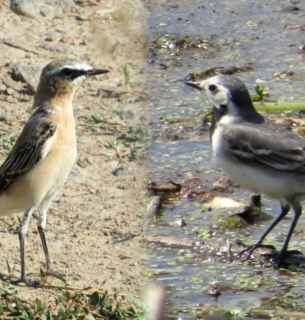 Коллаж Kramatorsk Post с фотографией Оксаны Сидоренко