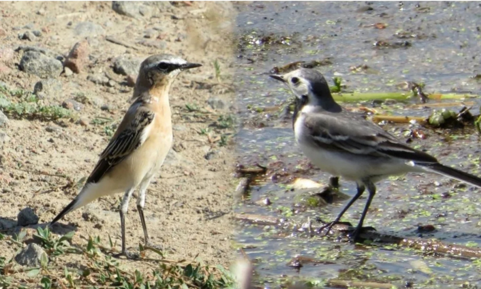 Коллаж Kramatorsk Post с фотографией Оксаны Сидоренко