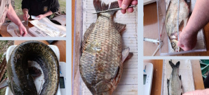 Екологічний стан Київського водосховища