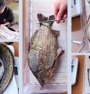 Екологічний стан Київського водосховища