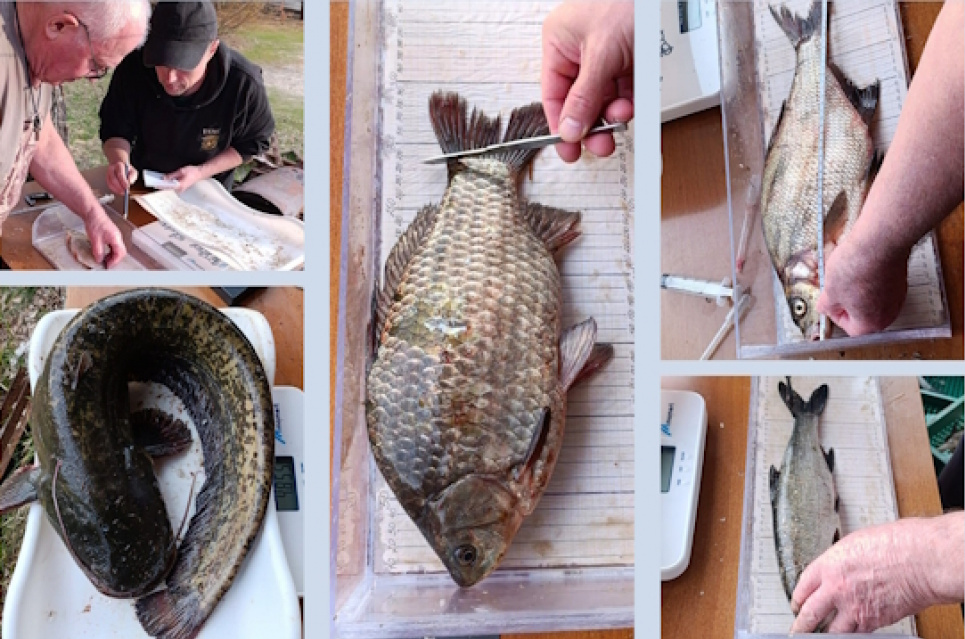 Екологічний стан Київського водосховища