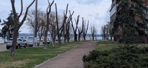 Анатомия городского варварства: как радикальная обрезка уничтожает деревья и бюджетные средства