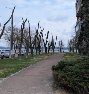 Анатомия городского варварства: как радикальная обрезка уничтожает деревья и бюджетные средства