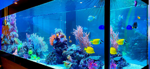 Догляд за акваріумними рослинами