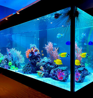 Догляд за акваріумними рослинами