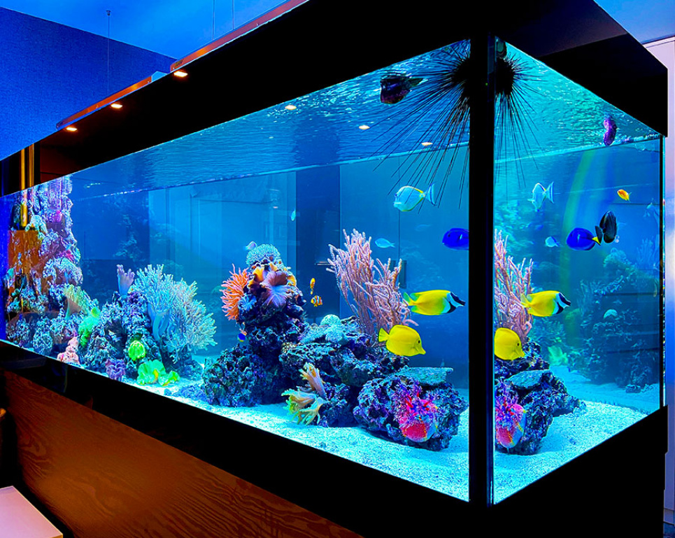 Догляд за акваріумними рослинами