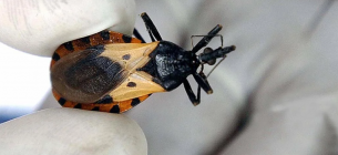 Санитарный инспектор держит в руках тройного клопа. Карпинтеро, Гондурас, 17 мая 2005 г. Фото: Elmer Martinez/AFP