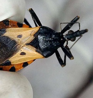 Санітарний інспектор тримає в руках триатомного клопа. Карпінтеро, Гондурас, 17 травня 2005 р. Фото: Elmer Martinez/AFP