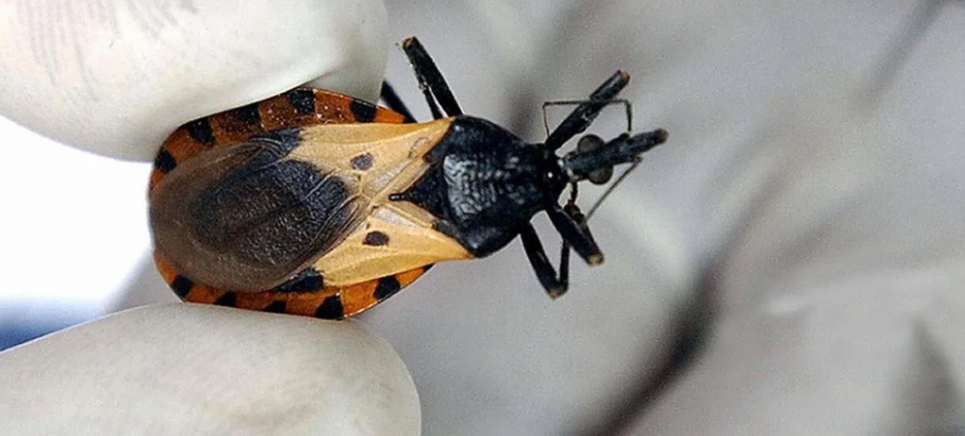 Санитарный инспектор держит в руках тройного клопа. Карпинтеро, Гондурас, 17 мая 2005 г. Фото: Elmer Martinez/AFP