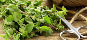 Коли та як садити майоран