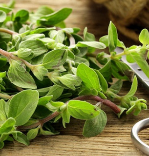 Коли та як садити майоран