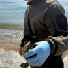 Экологическая чрезвычайная ситуация в Черноморске: море покрыла серая пленка, спасают пострадавших птиц