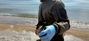 Екологічна НП у Чорноморську: море вкрила сіра плівка, рятують постраждалих птахів