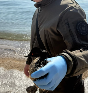 Екологічна НП у Чорноморську: море вкрила сіра плівка, рятують постраждалих птахів