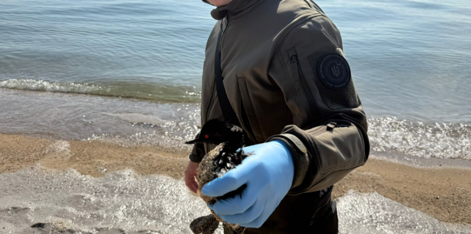 Екологічна НП у Чорноморську: море вкрила сіра плівка, рятують постраждалих птахів