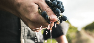 От Франции до Мендосы: как Мальбек стал любимым сортом миллионов ценителей