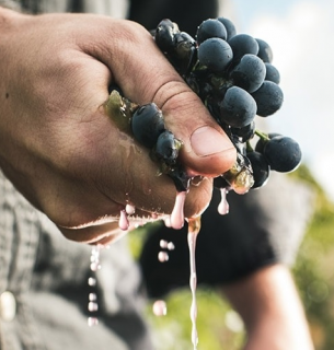 От Франции до Мендосы: как Мальбек стал любимым сортом миллионов ценителей