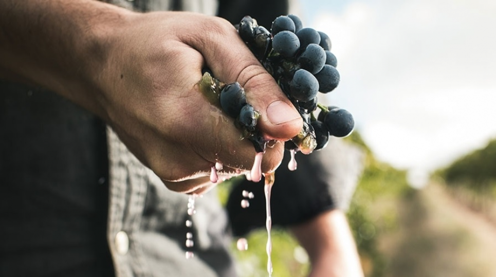 От Франции до Мендосы: как Мальбек стал любимым сортом миллионов ценителей