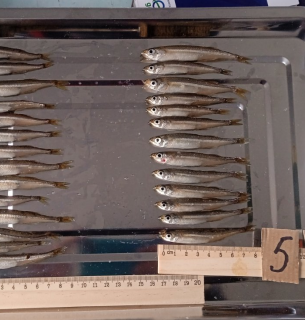 Фото: Держрибагенство