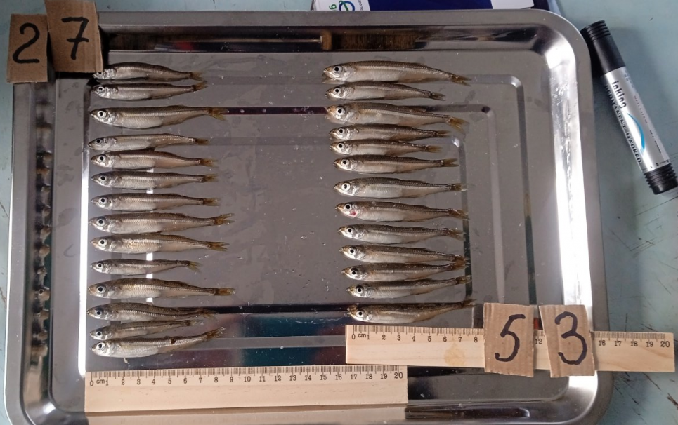 Фото: Держрибагенство