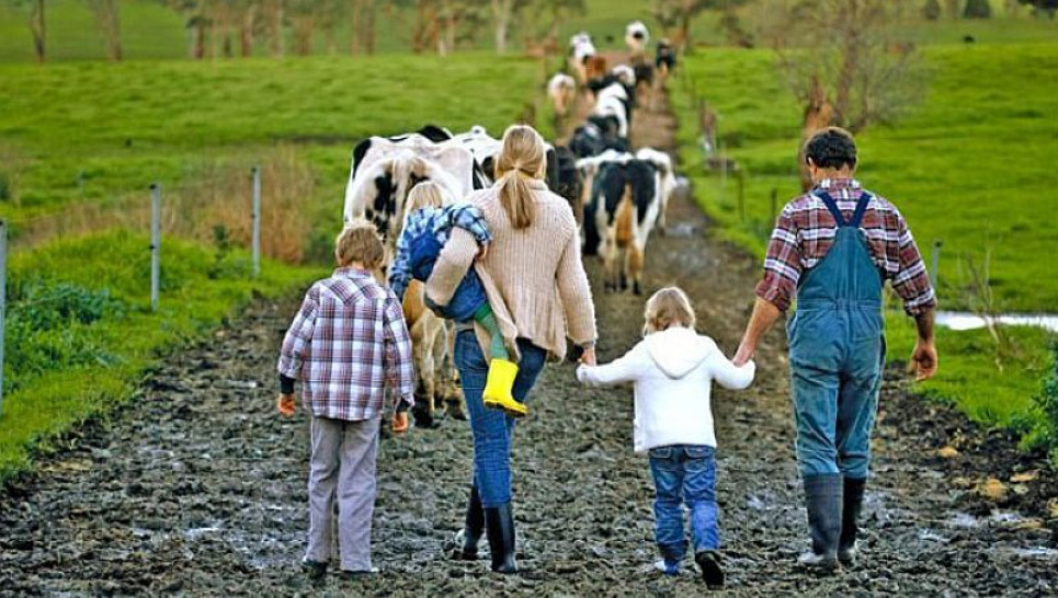 Як отримати кошти на розвиток сімейного фермерського господарства у 2026 році