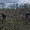 В Житомирской области раскрыли экоцид, унесший жизни почти тысячи деревьев