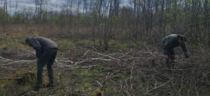 Масова вирубка дерев у Пулинській громаді 2026.