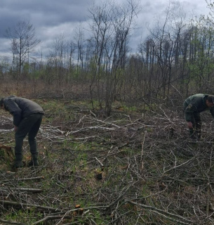 Масова вирубка дерев у Пулинській громаді 2026: збитки на 10 млн грн та системна недбалість влади