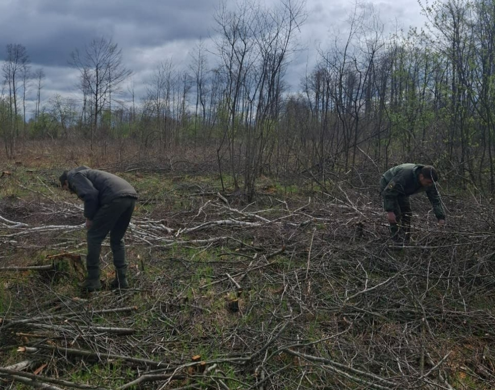 Масова вирубка дерев у Пулинській громаді 2026.
