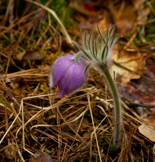 Фото Дениса Вишневського