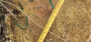 Уничтожение акации в Прилиманском