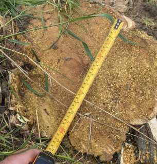 Знищення акації в Прилиманському