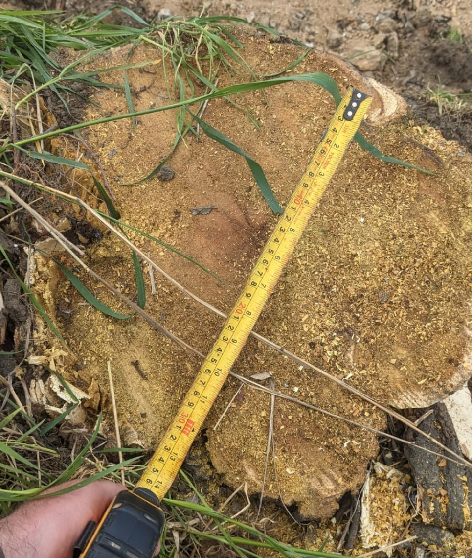 Уничтожение акации в Прилиманском