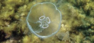 Фото: anapacity.com