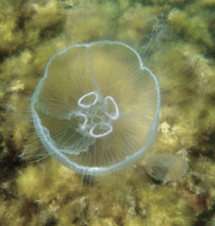 Фото: anapacity.com