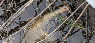 Фото: Об'єктив